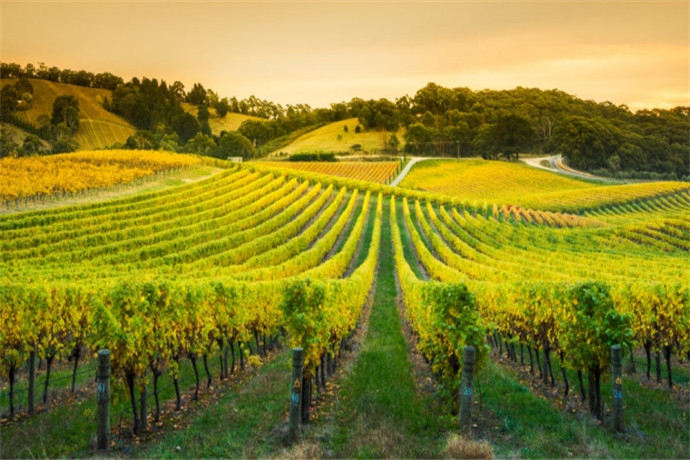 芭萝莎谷，是南澳大利亚州首要的葡萄酒产区，出产几乎整个澳大利亚约四分之一的葡萄酒，与新南威尔士州的猎人谷和维多利亚州的亚拉河谷一起被并称为澳洲的三大葡萄酒河谷而享誉世界。