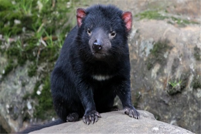 除了塔斯马尼亚恶魔，保护区内育还有两种塔斯马尼亚岛独有的濒危食肉有袋动物：斑点袋鼬和东部袋鼬。