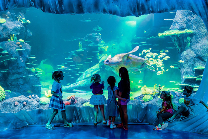 悉尼水族馆(Sydney Aquarium)是世界知名的水族馆之一，经过两年的设计建造，于1988年开幕，10年来几乎是游客前往悉尼的必游之地，不仅完整保育呈现澳洲的海洋自然生态，并与悉尼大学、新南威尔斯大学等许多单位合作，进行海洋生态的研究，近年来以海龟为研究主题。
